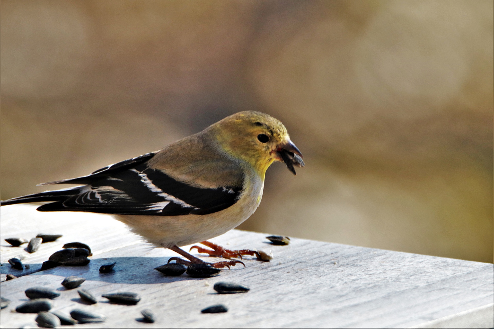 Manger des oiseaux