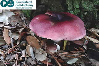 Guided walks in Montseny