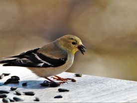 Manger des oiseaux