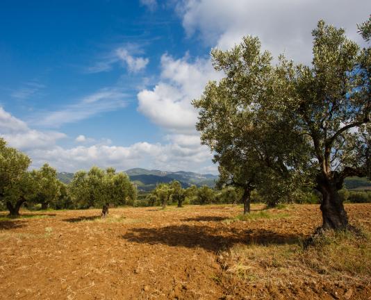 Paisatge d'oliveres del sender