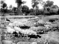 Un ramat d’ovelles al riu Congost, l’any 1904. Fons Blancafort (AHCO), Centre de Documentació Històrica de la Garriga