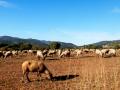 Un ramat d’ovelles a la zona del Pla de les Parets. Fons Projecte la Garriga rural 2013, Sara Riera, Centre de Documentació Històrica de la Garriga