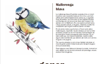 Calendari 2026, la Garriga