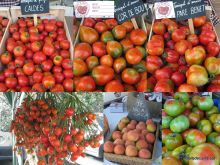 Tomates de varias especies expuestos en la Feria del Tomate