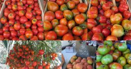 Tomates de varias especies expuestos en la Feria del Tomate