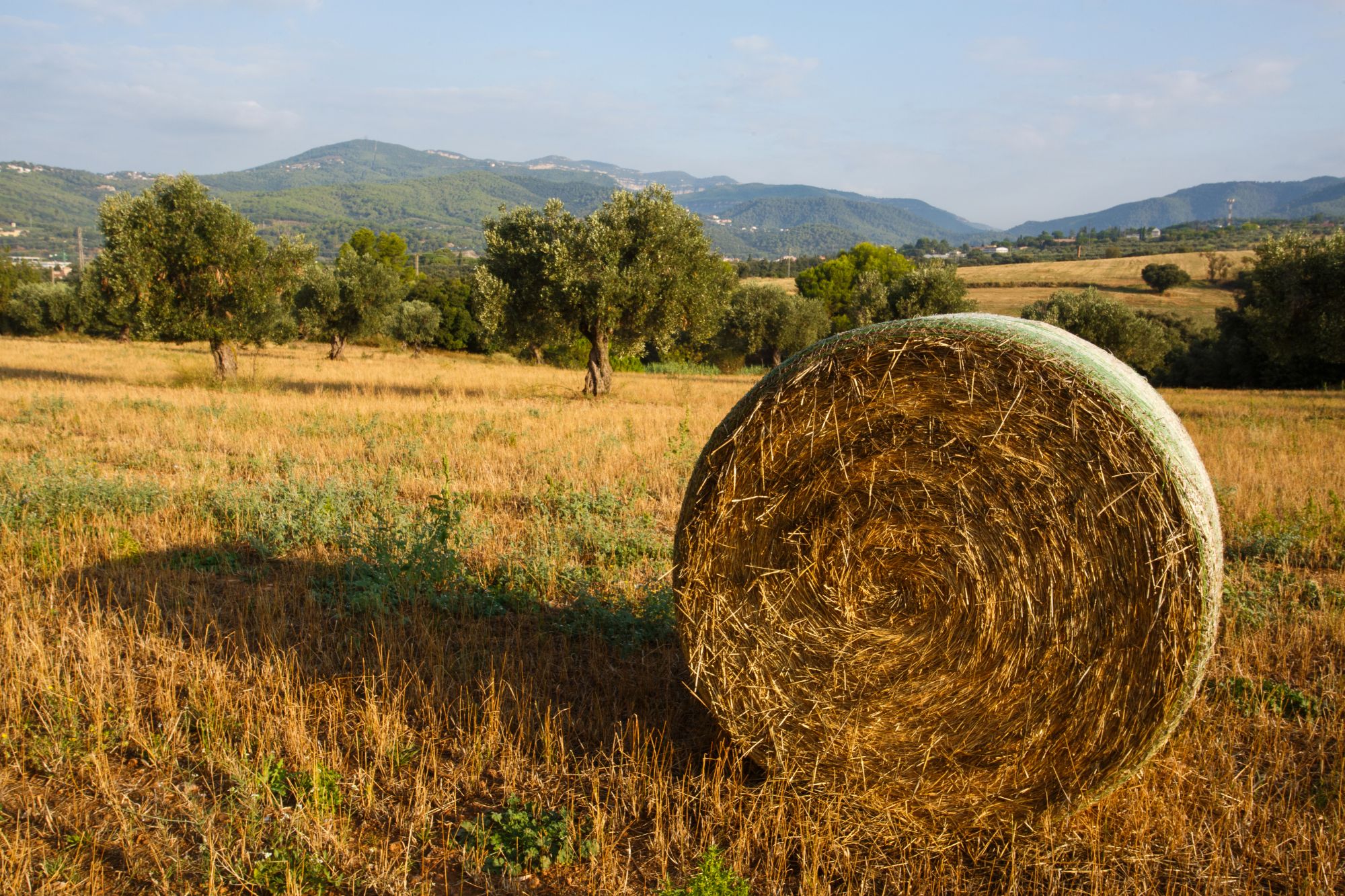 Garriga rural - secà