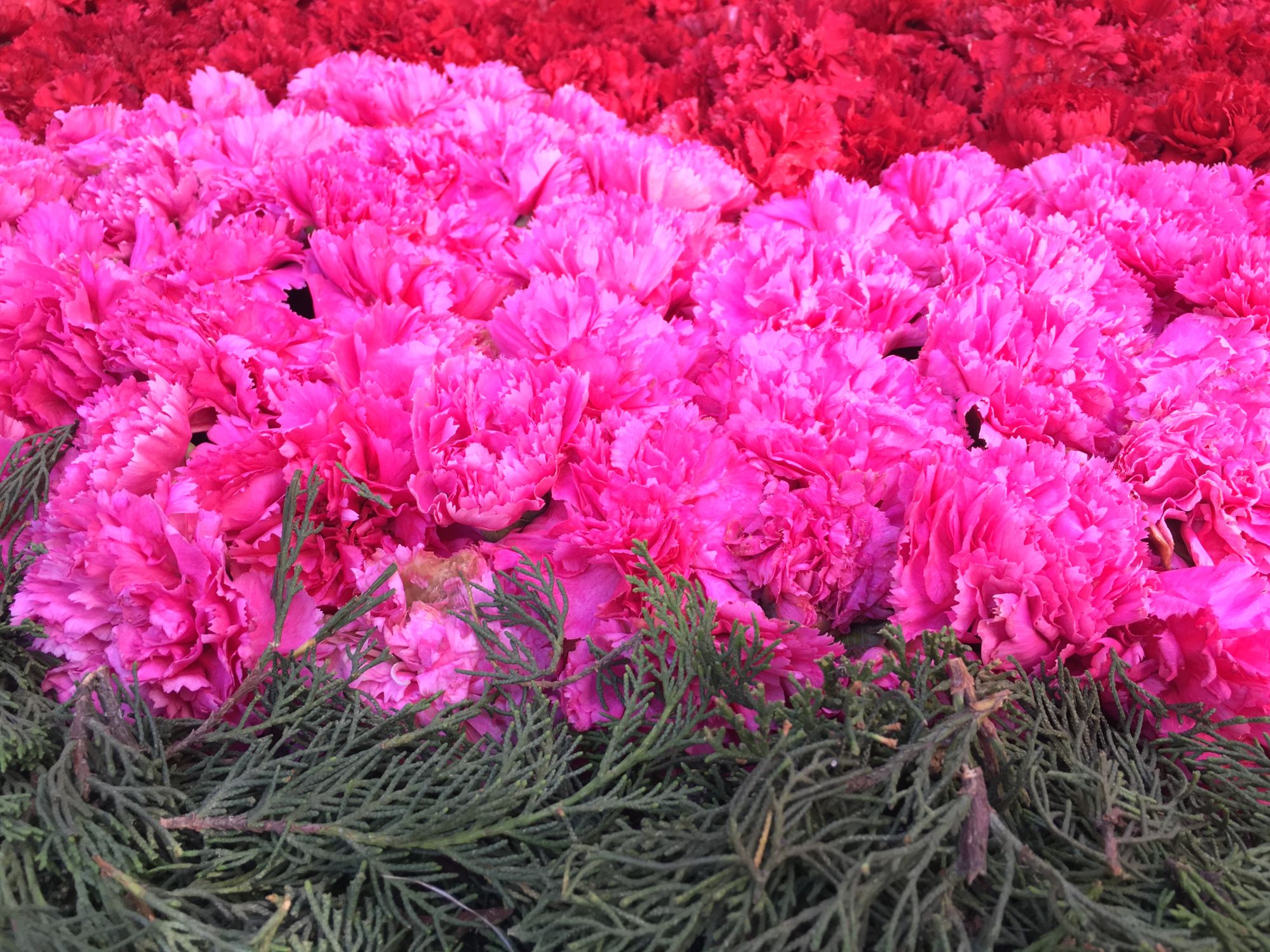 Close-up of pink carnations