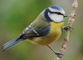 Herrerillo común, Cyanistas caeruleus. Javier Micolau