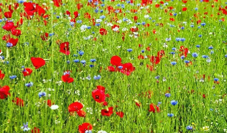 Imatge d'un camp florit