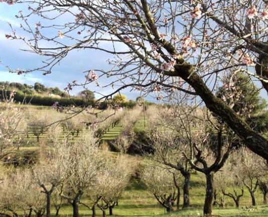 La Garriga rural: paisatges de secà