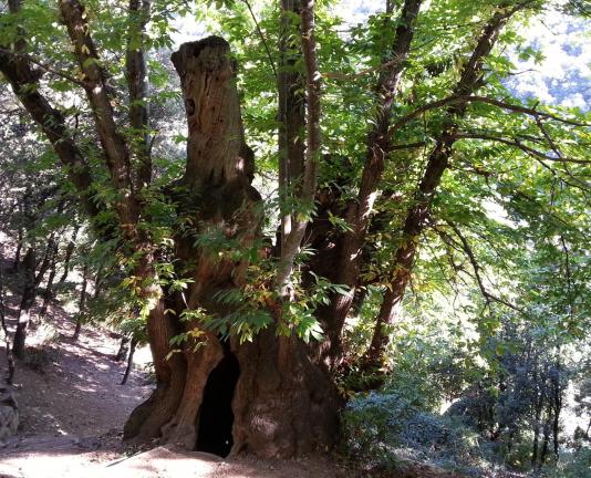 Chestnut tree of Cuch