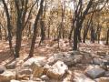 Bosc del torrent de la Mesquita. Foto: Josep Ma Molist Vilanova