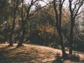 Bosc del torrent de la Mesquita. Foto: Antoni Mañosas Bassa