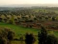 Oliveres al Turó d'en Puig Foto: Pere Comellas