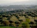 Oliveres al Turó d'en Puig Foto: Pere Comellas