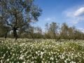 Oliveres
