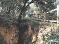 Bosc del torrent de la Mesquita. Foto: Josep Ma Molist Vilanova