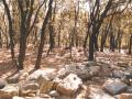 Bosc de Malhivern. Foto: Ma Asunción Monja Peña