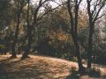 Bosc del torrent de la Mesquita. Foto: Antoni Mañosas Bassa