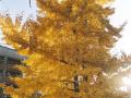El Gingko daurat. Foto: Mercè Mayol Faura