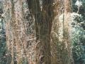 Bosc del torrent de la Mesquita. Foto: Josep Ma Soldevila Font-coma