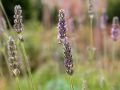 Cicle Anual d'Herbes i Plantes