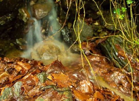 Tritó Montseny a la riera