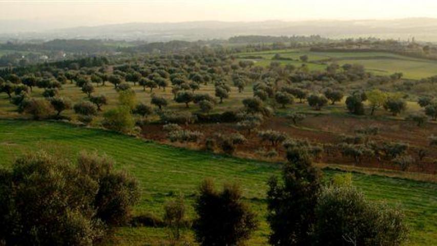 Oliveres al Turó d'en Puig Foto: Pere Comellas