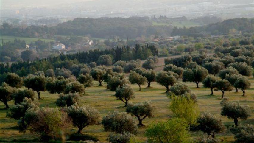 Oliveres al Turó d'en Puig Foto: Pere Comellas