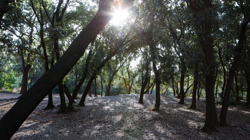 Bosc de Malhivern