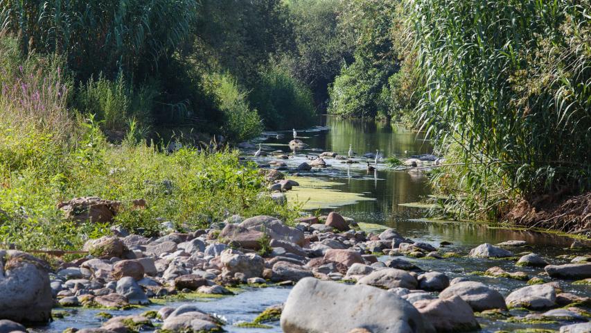 Paisatge de ribera al camí del riu Congost