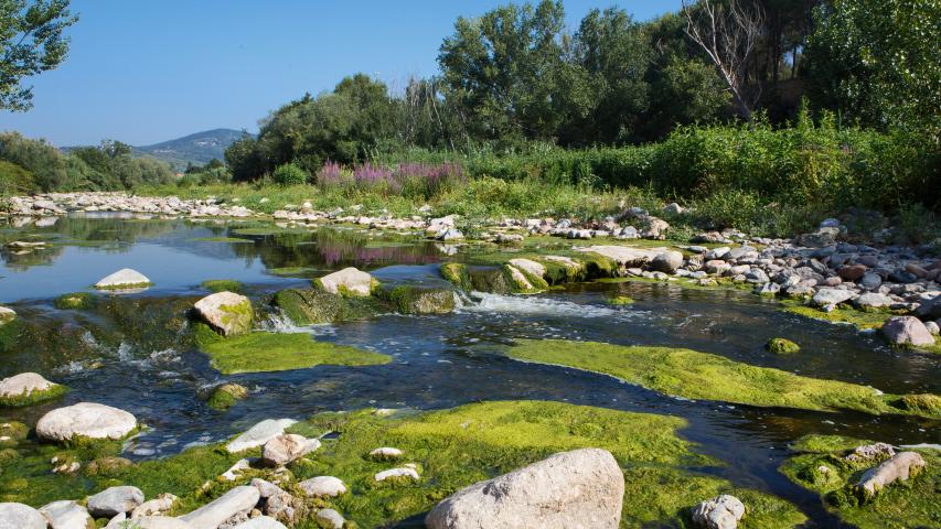 Paisatge de ribera al camí del riu Congost