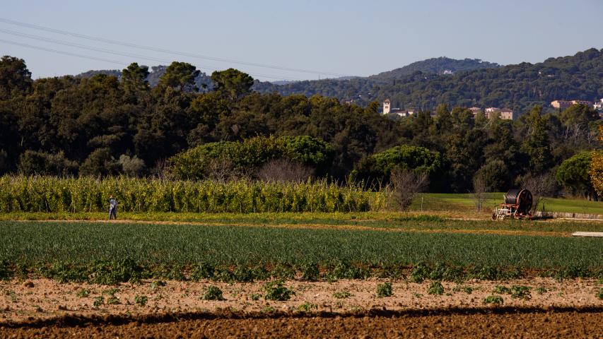 Camps de conreu