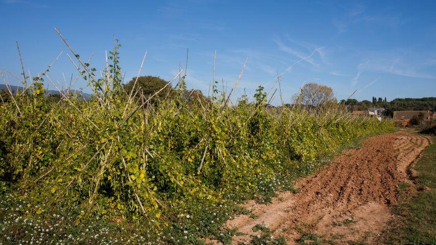 Camps de conreu
