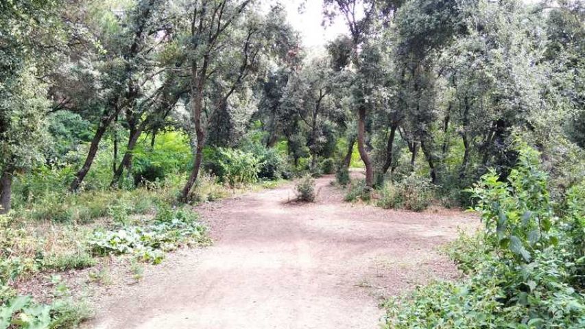 Bosc de Malhivern
