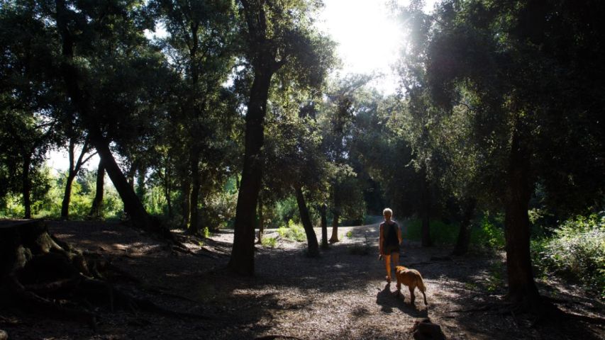 Alzinar, bosc de Malhivern