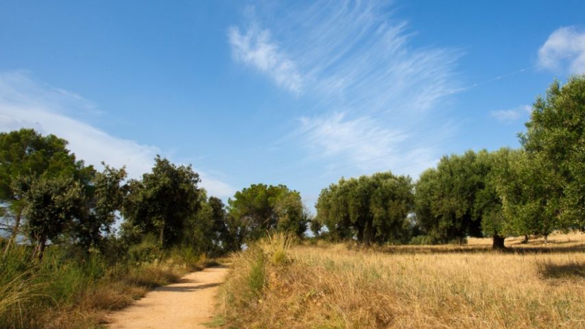 Camí del sender