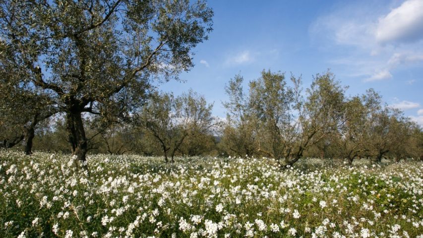 Oliveres