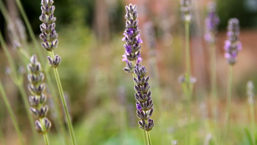 Cicle Anual d'Herbes i Plantes