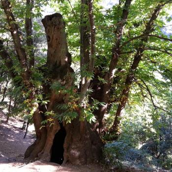 Chestnut tree of Cuch