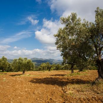 Paisaje de olivos