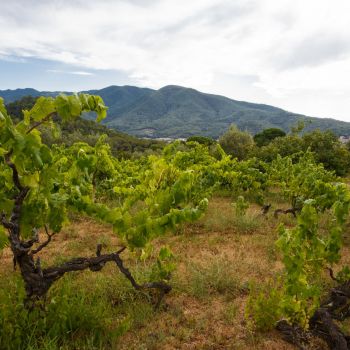 Vista de paisaje con viñas al fondo